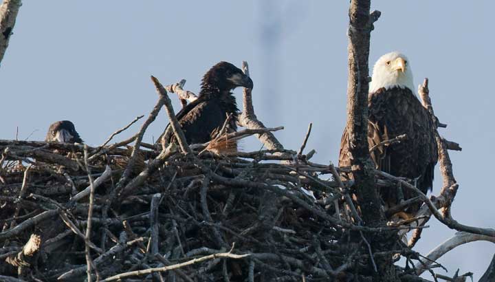 Bald eagles at nest