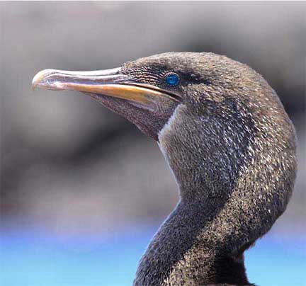 Flightless cormorant