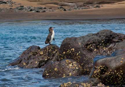 Galapagos penguin