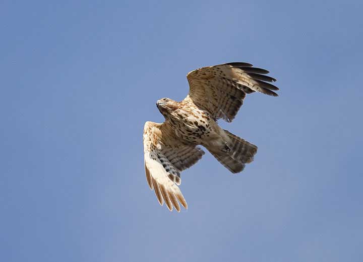Hawk flying over eagle nest