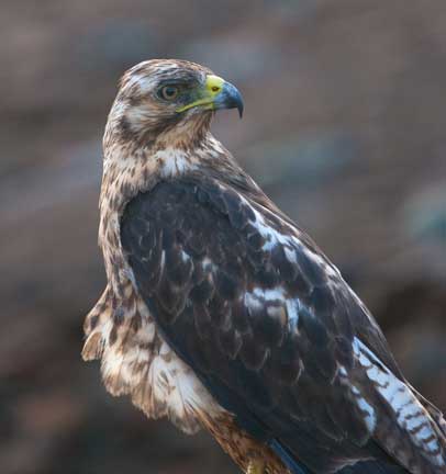 Galapagos hawk