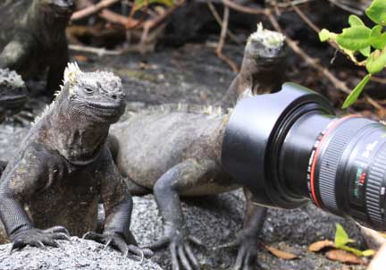 marine iguana looking into camera