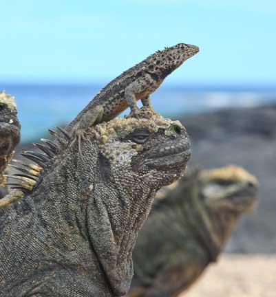 Galapagos marine iguana and lava lizard