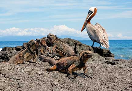Iguana and Pelican on rocks