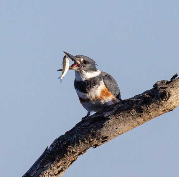 Kingfisher swallowing a fish