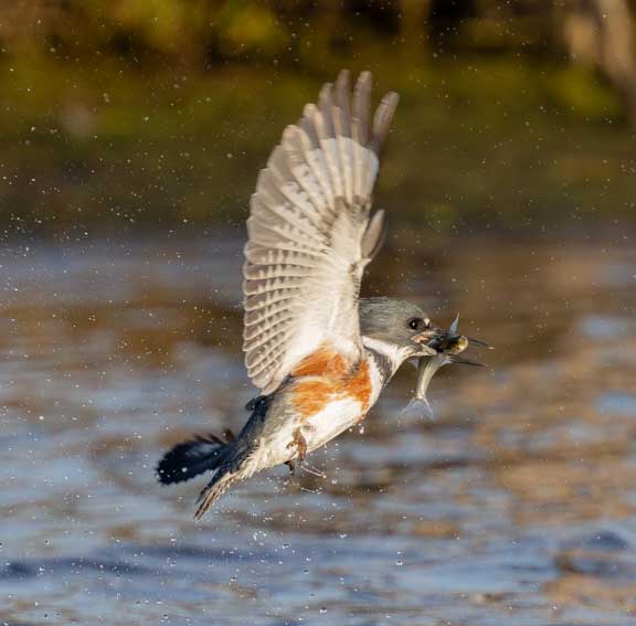 Kingfisher flying with a fish in its mouth