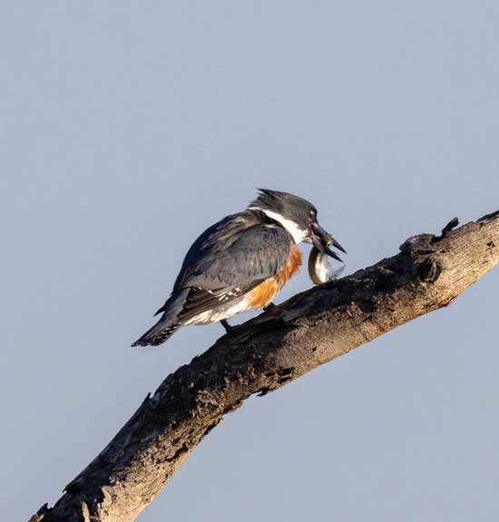 Kingfisher swallowing a fish