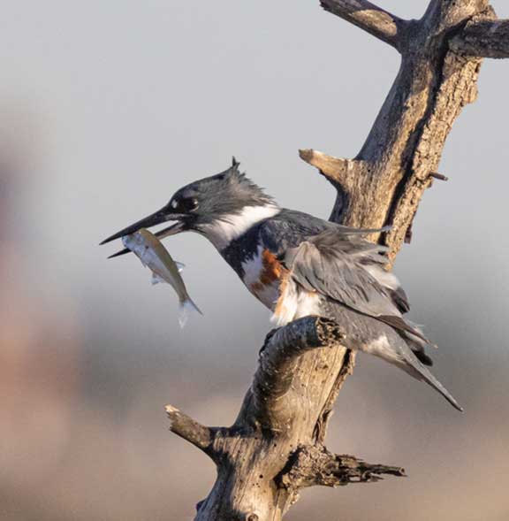 Kingfisher swallowing a fish