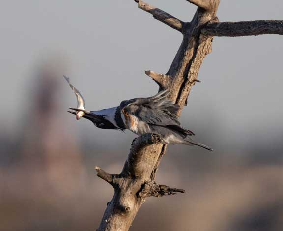 Kingfisher swallowing a fish