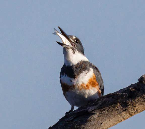 Kingfisher swallowing a fish
