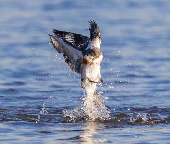 Kingfisher bursting out of the water
