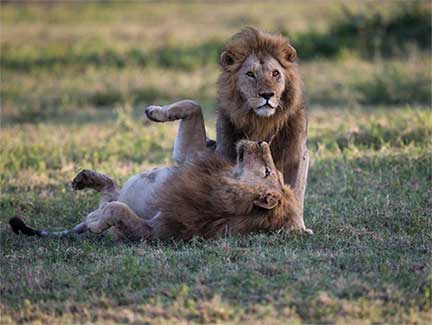 Lion brothers playing together
