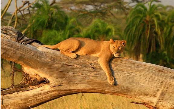 Lioness on a log