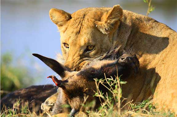 Lioness with wildebeest kill