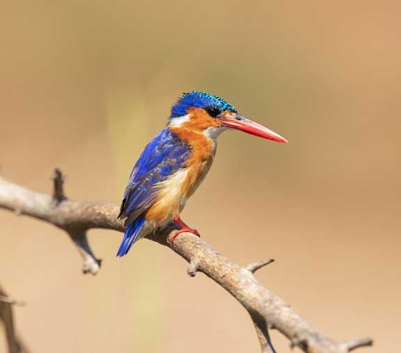 Malachite kingfisher perching