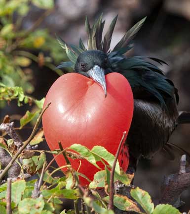 Male frigate bird