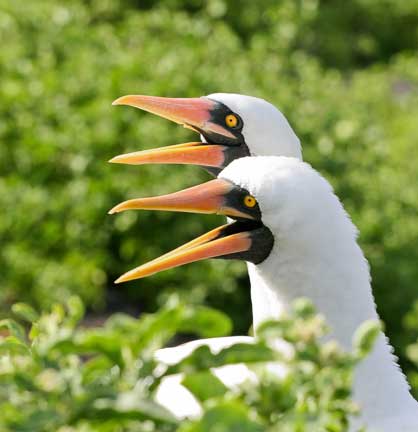 Nazca boobies