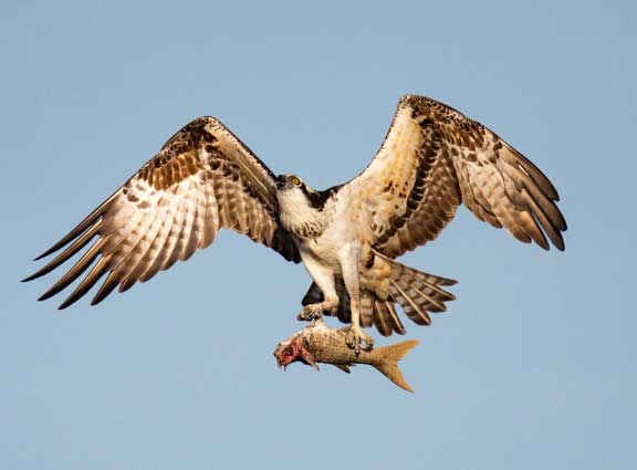 Osprey with fish in talons