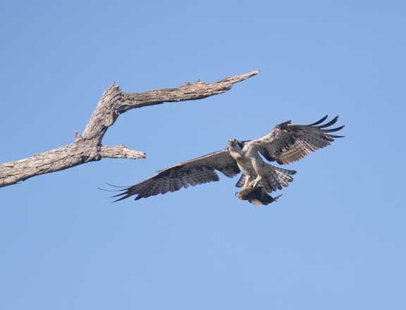 Osprey with fish in talons