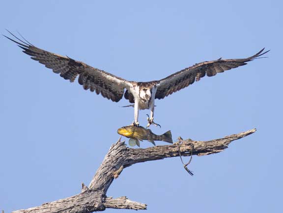 Osprey with fish in talons