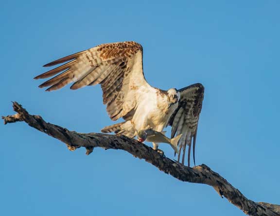 Osprey with fish in talons