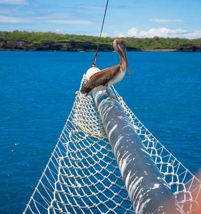 Pelican on boat