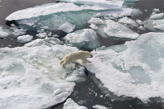 Polar bear on ice floe