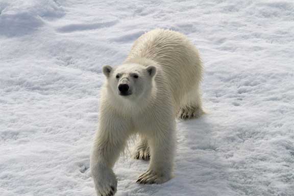 Polar bear on ice floe