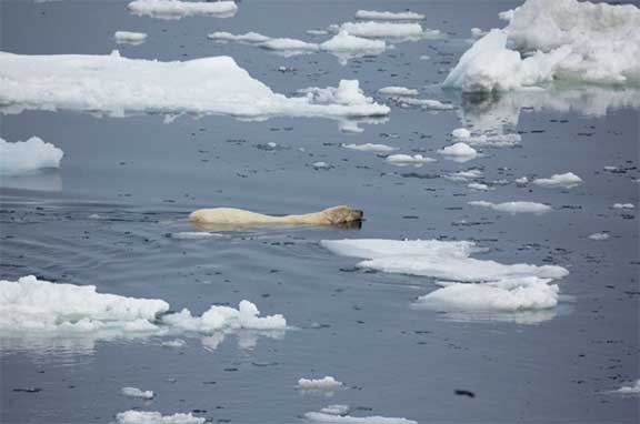 Polar bear swimming near ice floe