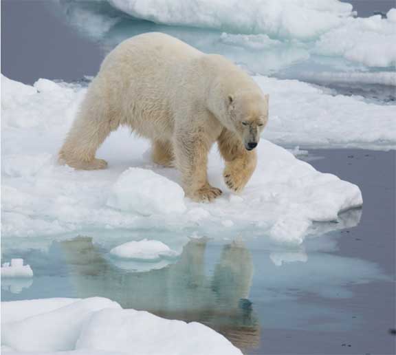Polar bear on ice