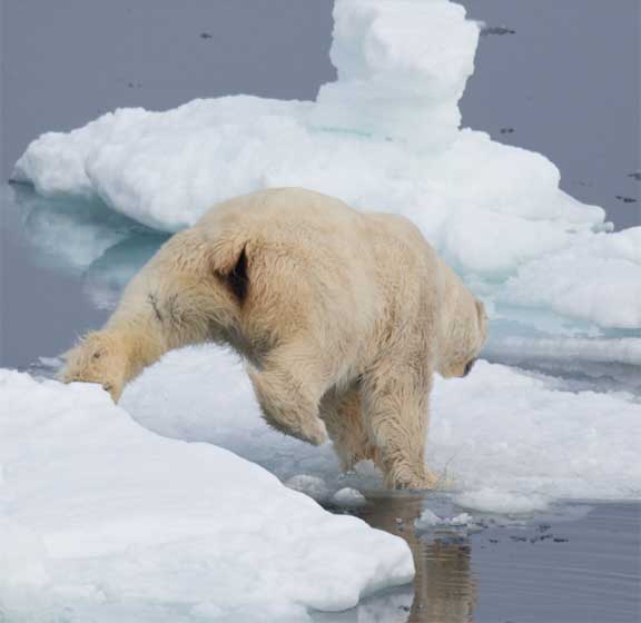Polar bear on ice