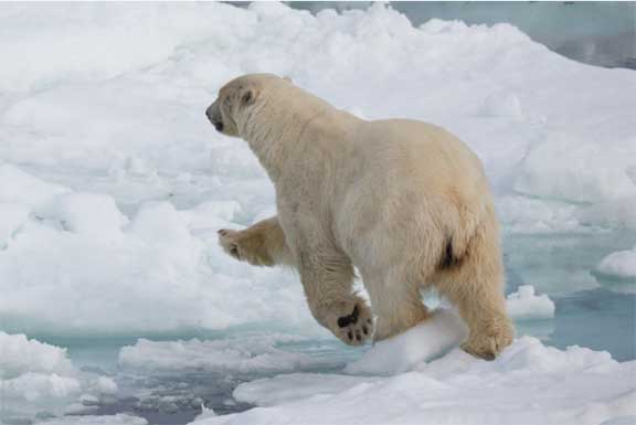 Polar bear on ice