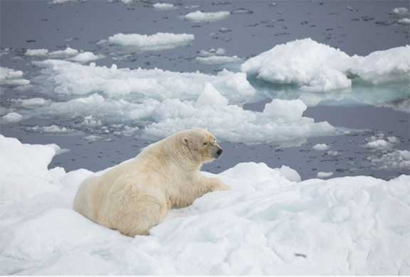 Polar bear on ice