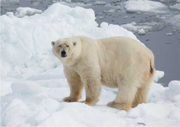 Polar bear on ice