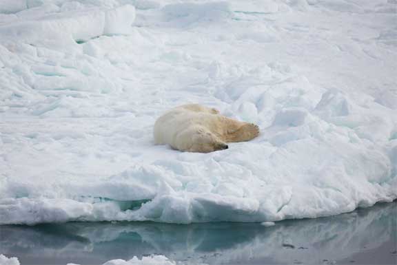 Polar bear on ice