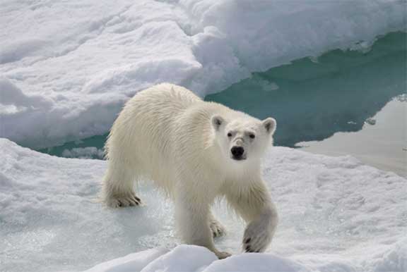 Polar bear on ice floe