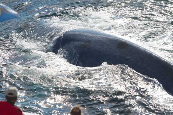 Whale on surface