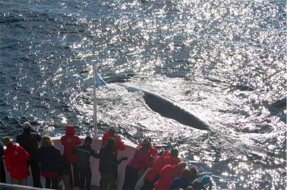 Whale on surface
