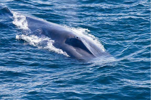 Whale on surface