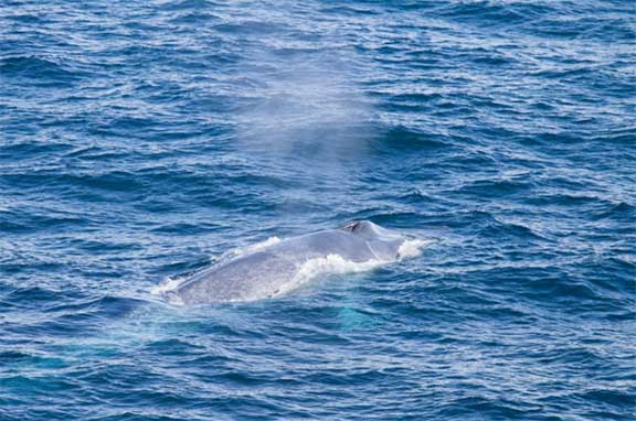 Whale plume