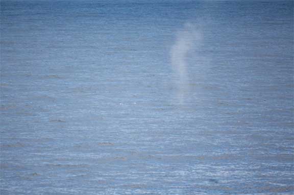 Whale plume