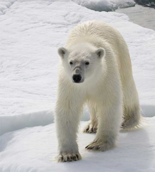 Polar bear on ice floe