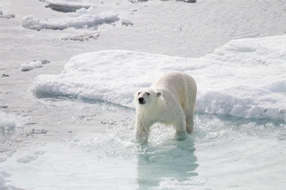 Polar bear on ice floe