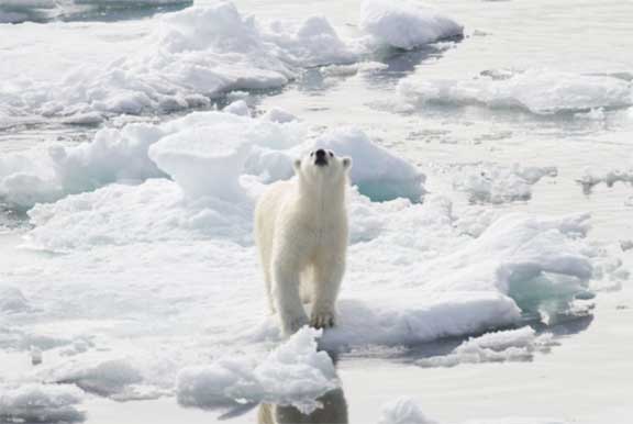 Polar bear on ice floe