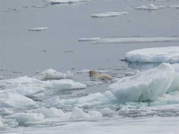 Polar bear on ice floe