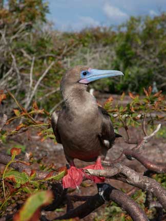 Red footed boobie