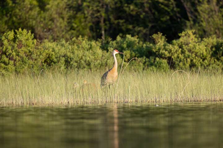 Sandhill crane adult and chicks