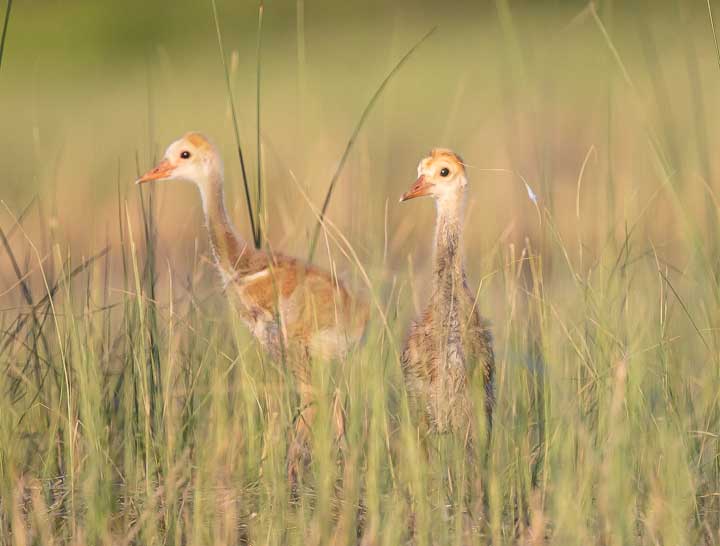 Sandhill Crane with two chicks