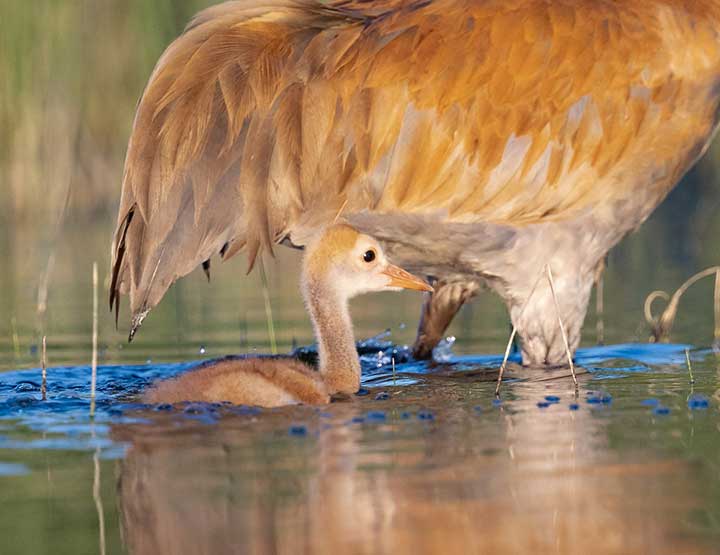 Sandhill Crane with two chicks