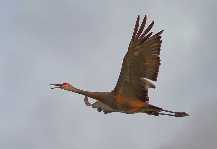 Sandhill cranes flying